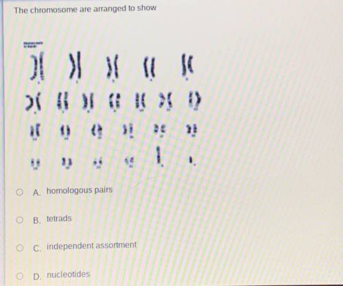 The chromosome are arranged to show

ll
13
O A. homologous pairs
O B. tetrads
OC. independent asso