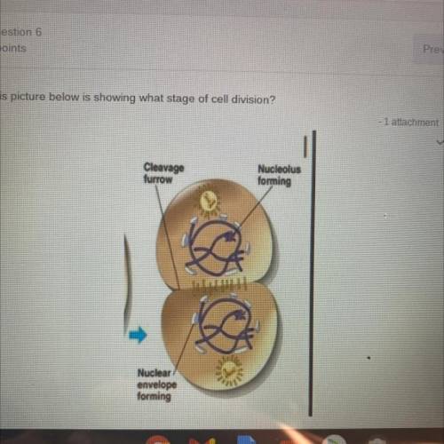 This picture below is showing what stage of cell division?

-1 attachment
Cleavage
Nucleolus
formi