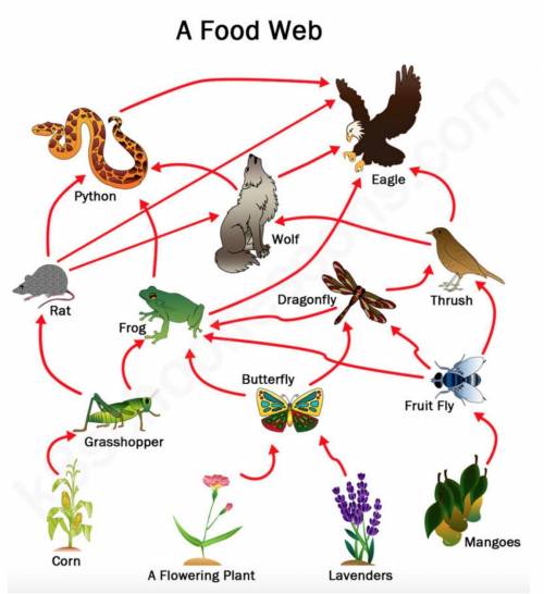 Analyze the food web. If the frog population decreases, what impact will this likely have on the fo