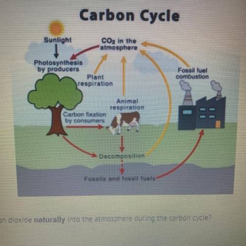 Which process emits carbon dioxide naturally into the atmosphere during the carbon cycle?

A ) pho