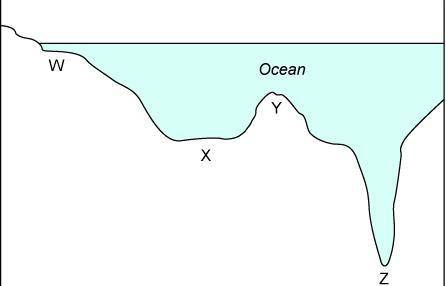 Which letter on the diagram shows the region where coral reefs are most likely to be found?

A. W
