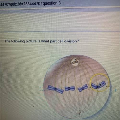 The following picture is what part cell division?
