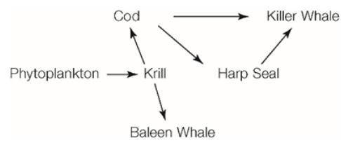 Calculate the amount of energy that will be available for the Baleen Whale after the Krill consumed