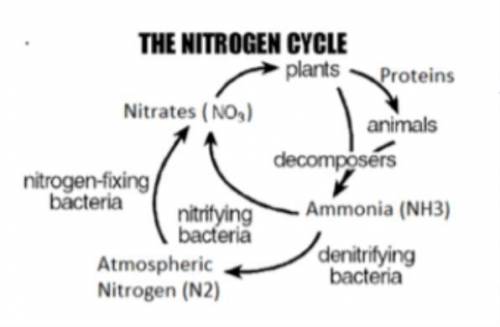 According to this diagram, plants use nitrogen to make _________.

bacteria
animals
proteins
decom