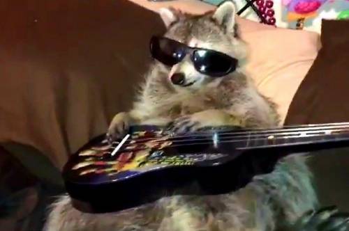 This Racoon is very cool