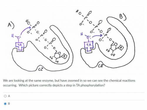 Where would the TA phosphoralyte? scenario a or b?