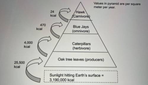 based on the living things in the pyramid, tell me what examples would fit into these categories: p