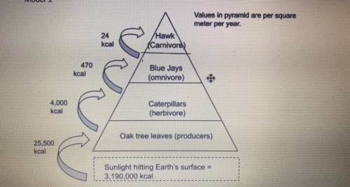 describe how the consumer in one level of the pyramid obtain energy from the organism at the previo