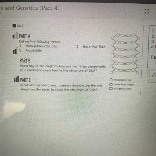 DNA

PART B
According to the diagram, how are the three components
of a nucleotide important to th