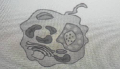 The drawing below was sketched by a student who was observing cells under a microscope. The cell is