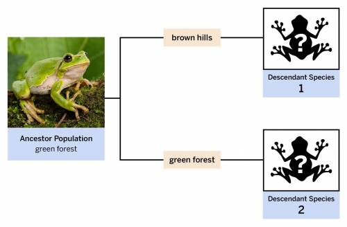 Which population of frogs is likely to have more changes after many generations?

descendant Speci