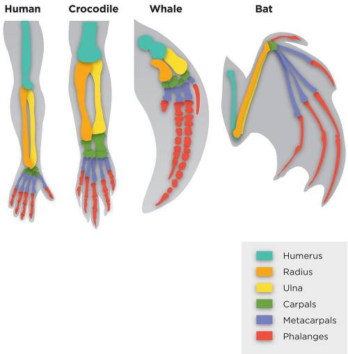 The diagram below shows the forelimbs of different organisms. The similarities between these foreli