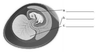 This diagram is of an amniote egg.

What is the correct label for A in this diagram?
placenta
zygo