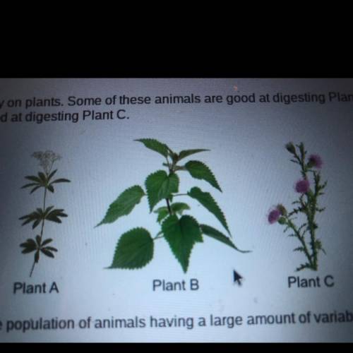 A population of animals feeds entirely on plants. Some of these animals are good at digesting Plant
