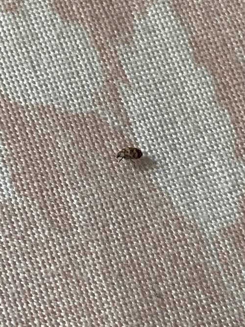 What is this bug I saw it on my bed? It has four legs so I don’t know if it’s a bed bug