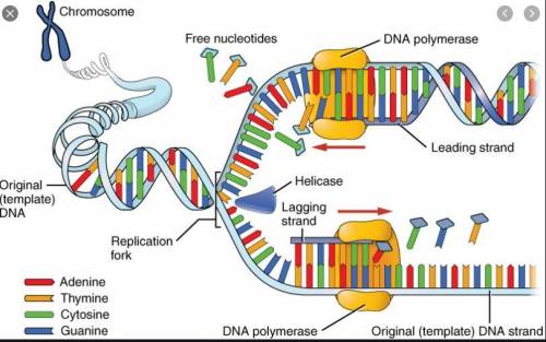 Label the figure below. Word bank: leading strand, lagging strand, DNA

polymerase, DNA helicase, r