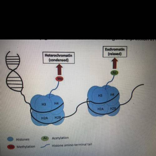 Describe how epigenetic modifaction affects gene expression in the diagram below.