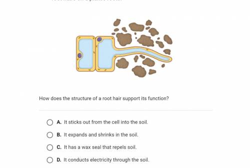 How does the structure of a root hair cell support its function? Explain your answer and I will giv