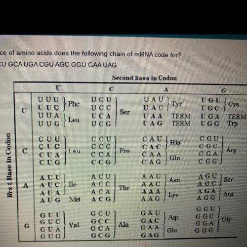What sequence of amino acids does the following chain of mRNA code for?

AUG GUA UCU GCA UGA CGU A