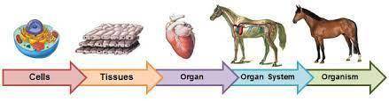 Why are cells considered to be the basic units of life?

A. Cells have their own organs.
B. All cel