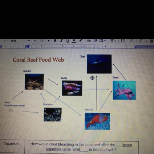 How would coral bleaching in the coral reef affect the detritus in this food web?