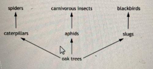 The diagram below shows part of a food web in an oak woodland.
 

spiders
carnivorous insects
black
