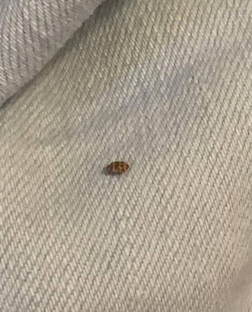 What was this bug on my shorts in my draw pls answer
