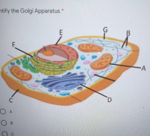 PLS HELP  Identify the Golgi Apparatus ​