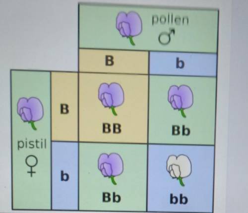 PLS HELP ME

what is the probability of two purple flowers in this punnett square having heterozge