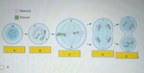 PLS HELP which of these phrases is anaphase?​