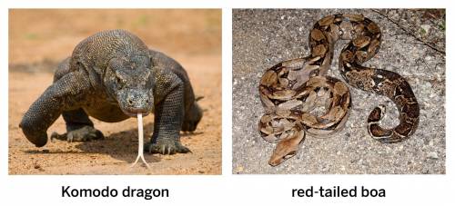 Komodo dragons (a lizard species) and red-tailed boas (a snake species) are both reptiles. They sha