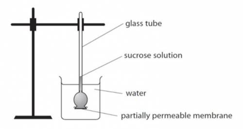 This apparatus can be used to show osmosis.

(a) Explain what happens to the level of sucrose solu