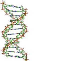 2. Based on this picture, how do you think a DNA molecule makes a copy of itself? (Hint: Look at th