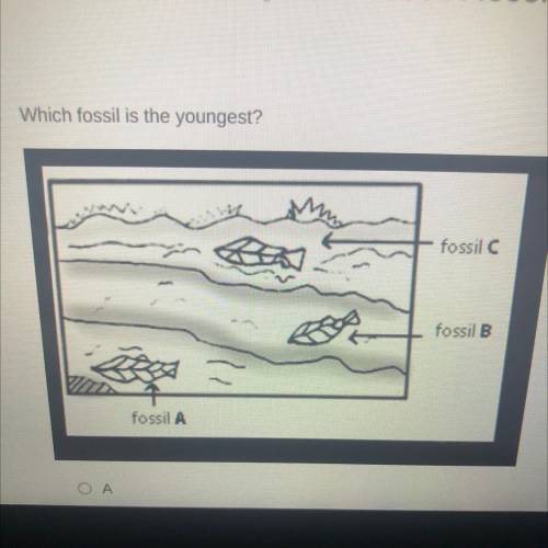 Which fossil is the youngest?
fossil C.
fossil B
fossil A