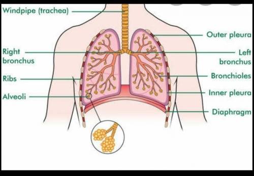 How is the structure of lungs different from the structure of the small intestine?​