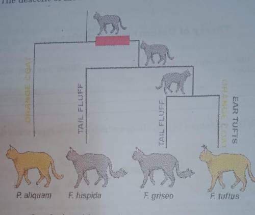 What pattern of evolution of this species represents? explain your answer​