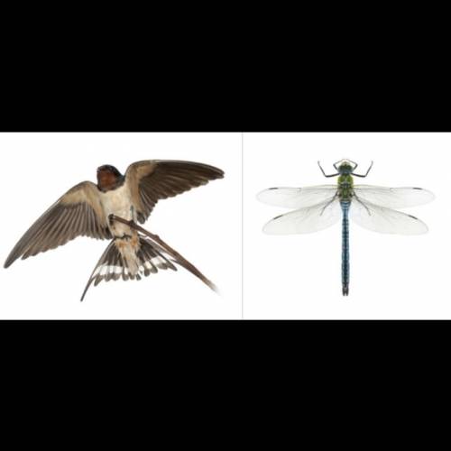 The wings of swallows and dragonflies perform the same function: they are enable the organisms to f