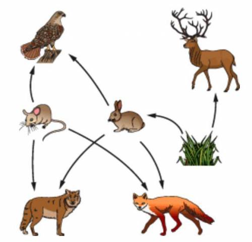 The diagram shows an example of a food web. What are common traits of the prey shown that help them