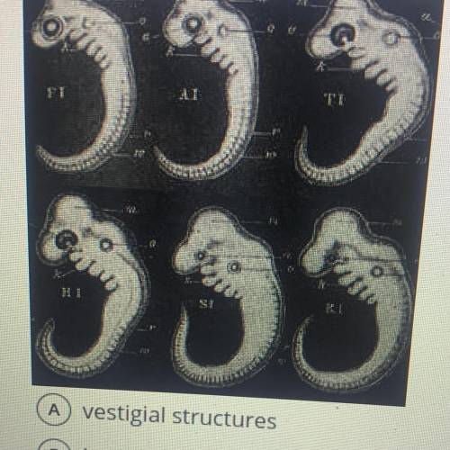 What type of evidence of evolution is pictured?

DOS
35
A vestigial structures
B homologous struct