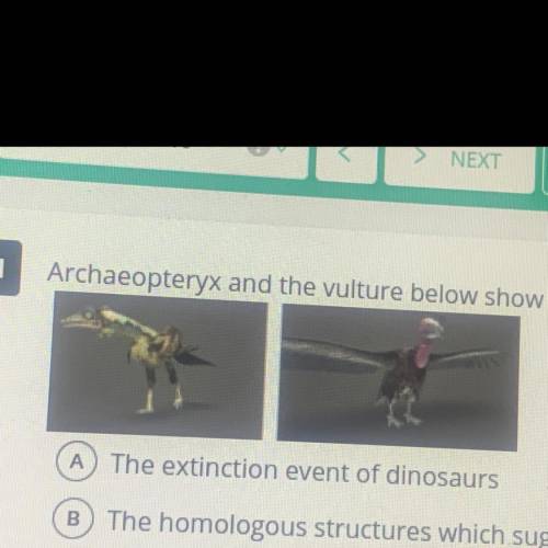 Archaeopteryx and the vulture below show a connection for what ?

A. The extinction event of dinos