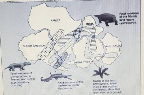 which fossil alone provides evidence that South America Africa India Australia and Antarctica were