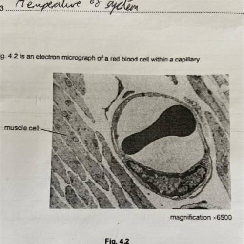 (b) Fig. 4.2 is an electron micrograph of a red blood cell within a capillary.

muscle cell
magnif