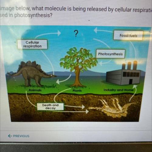 In the image below,what molecule is being released by cellular respiration and used in photosynthes