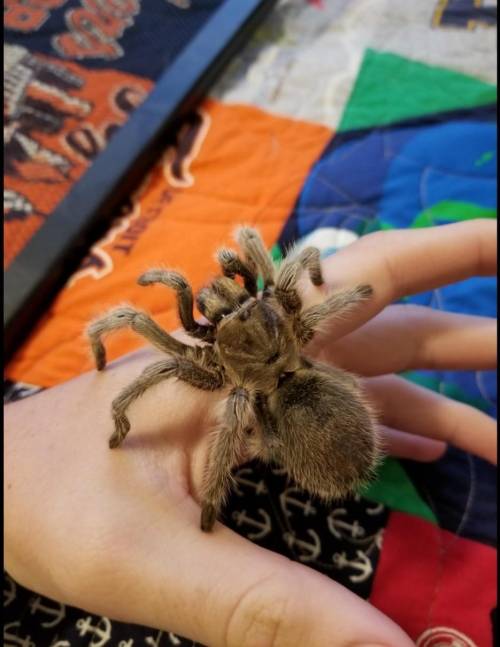 I'm bor.ed so can someone tell me what kind of spider I'm holding ​