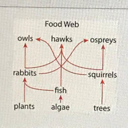 Which group of organisms in this food web has the greatest available energy?