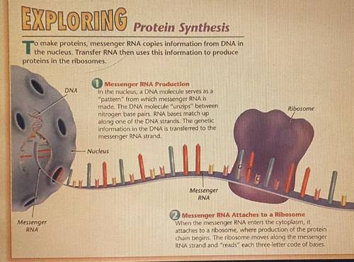 What is the proper sequence of the statements for the process of Protein

 Synthesis?
*Use the Dia