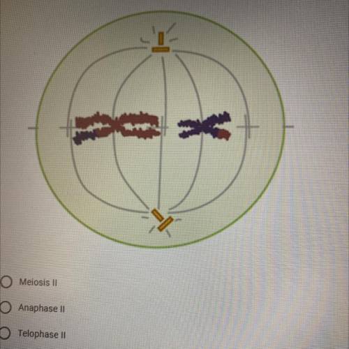 The cell is undergoing meiosis Il. Which stage of Meiosis Il is the cell in?

Meiosis II
Anaphase