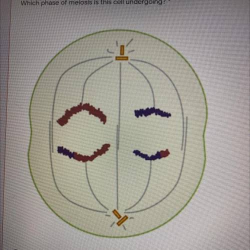 Which phase of meiosis is this cell undergoing?
