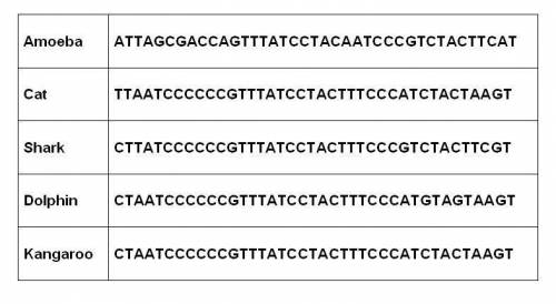 Given the following DNA sequences for cytochrome c, answer the question.

In one paragraph, using