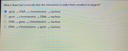 Which flowchart correctly lists the structures in order from smallest to largest?

O gene DNA
DNA